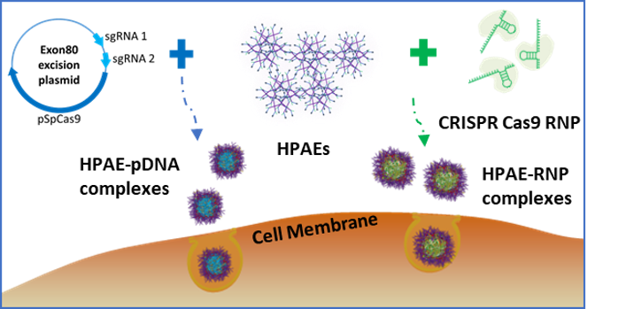 BRB101 mechanism: HPAE with Cas9 sgRNA RNP for targeted COL7A1 exon editing