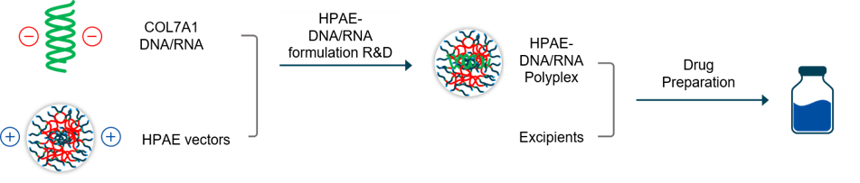 HPAE-mediated genetic delivery into skin tissue