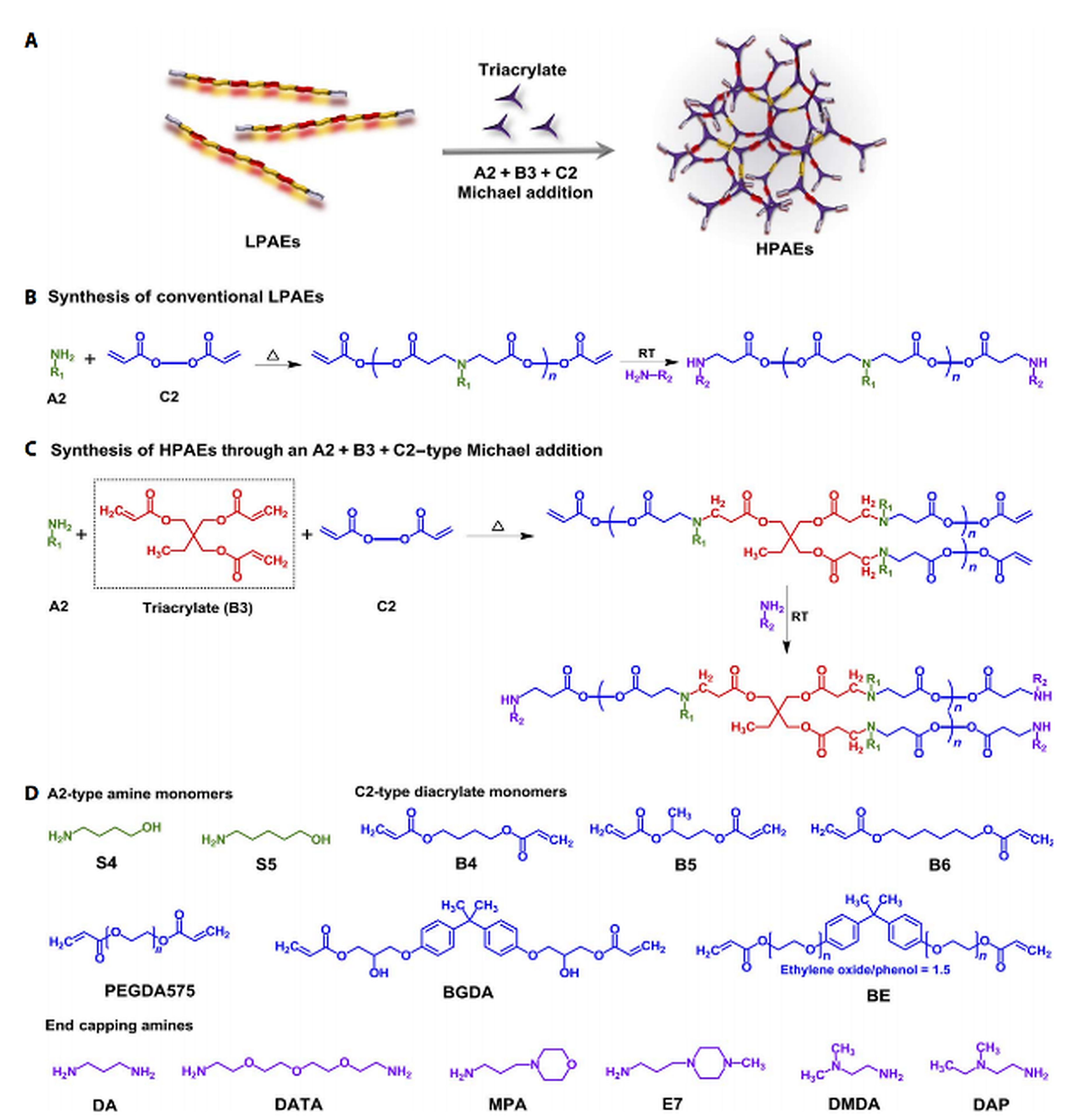 Chemical scheme comparing linear poly(β-amino ester) with hyperbranched HPAE