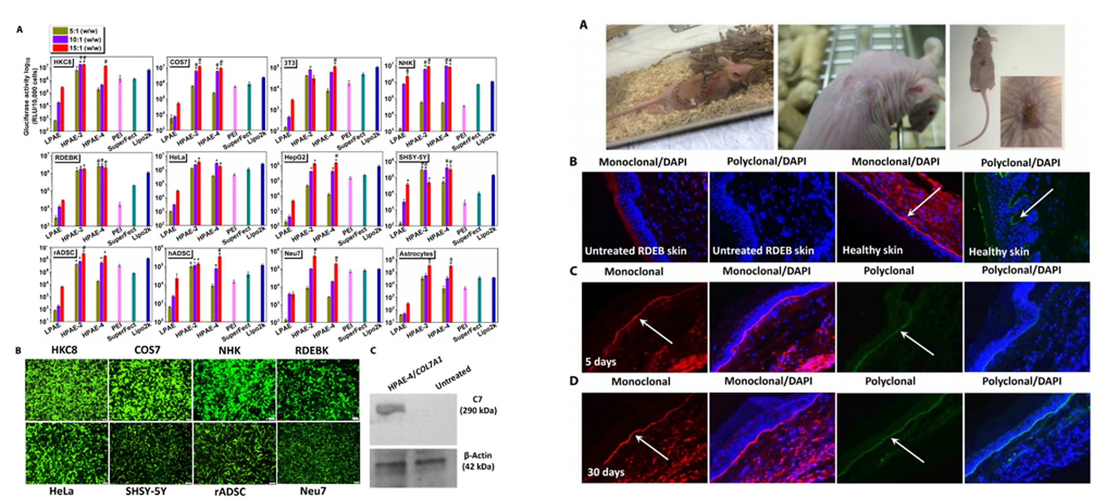 Biological validation data for HPAE-mediated gene delivery
