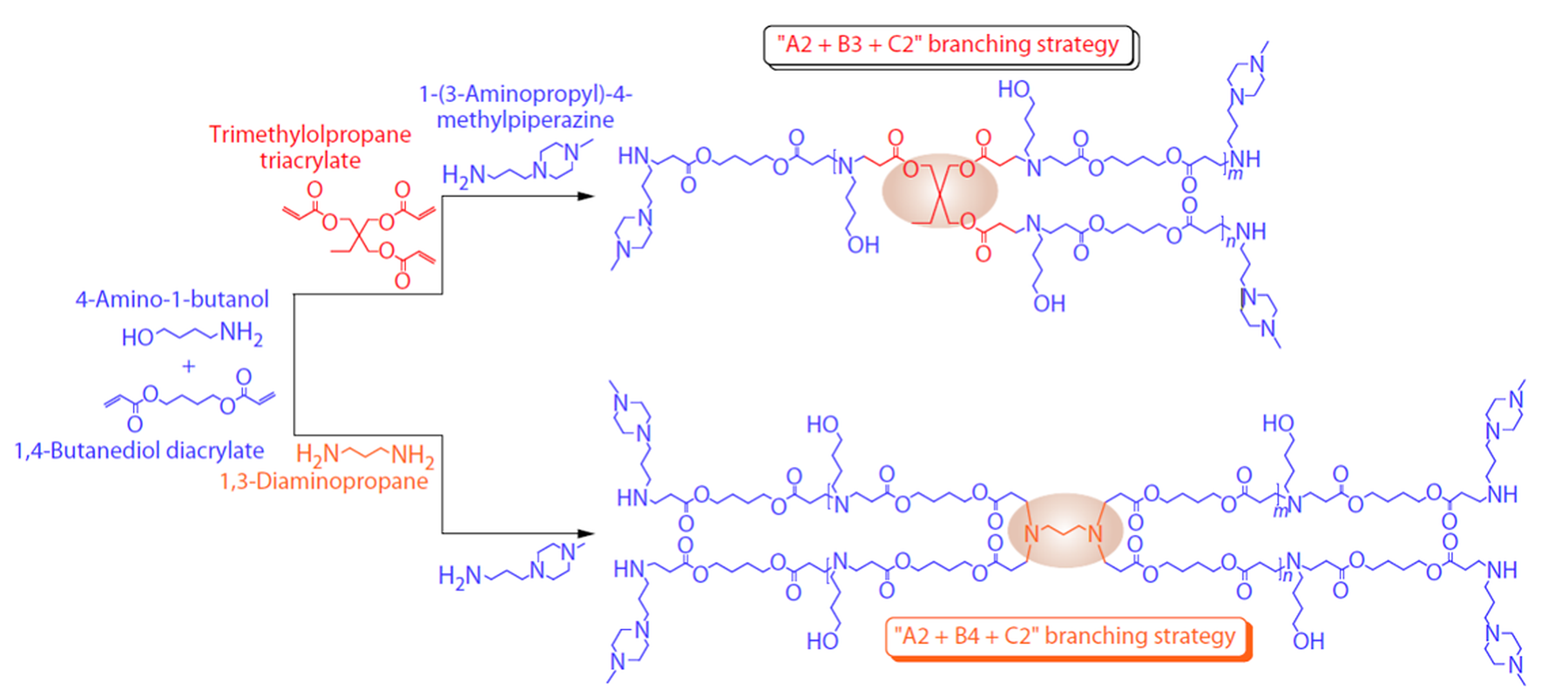 Chemical scheme of the HPAE branching strategy