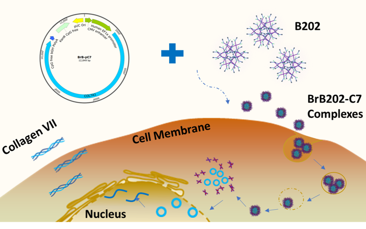 BRB202 mechanism: HPAE with full-length COL7A1 plasmid restoring type VII collagen